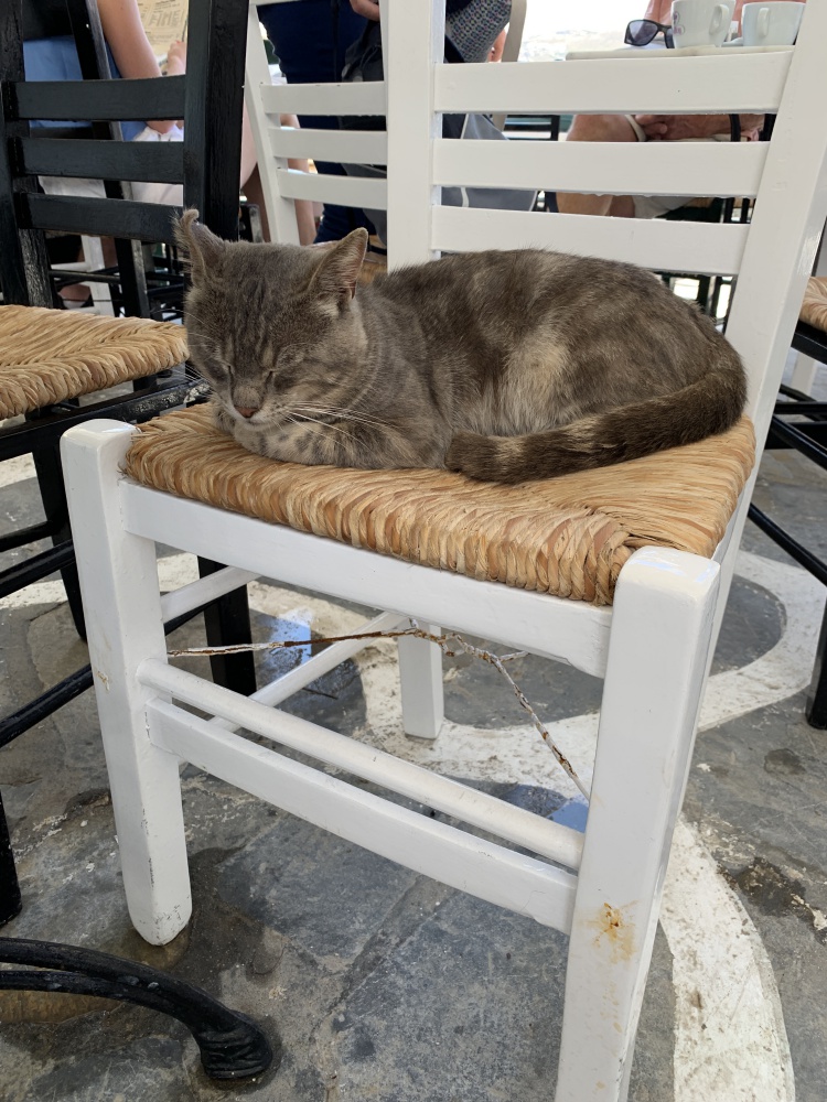 椅子の上で寝ているキャット