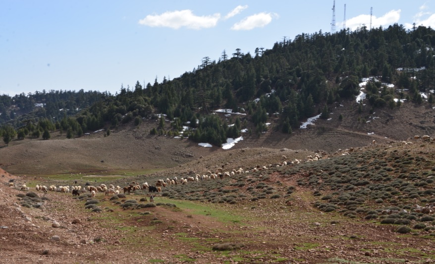 山間に羊がたくさん。雪も残ってますね。