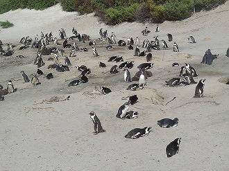ボルダーズビーチで日光浴？のケープペンギン達
