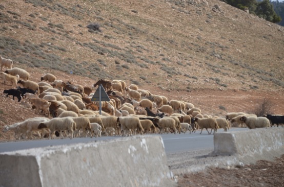 ひつじの群れ。バスに乗ってるとよく見かけました